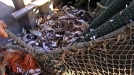 La UE prohíbe los descartes de pesca.
