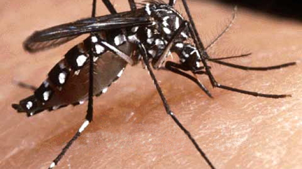 Las ovitrampas: el sistema de Neiker Tecnalia para detectar Zika