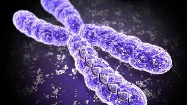 Ciencia: el cromosoma Y resiste