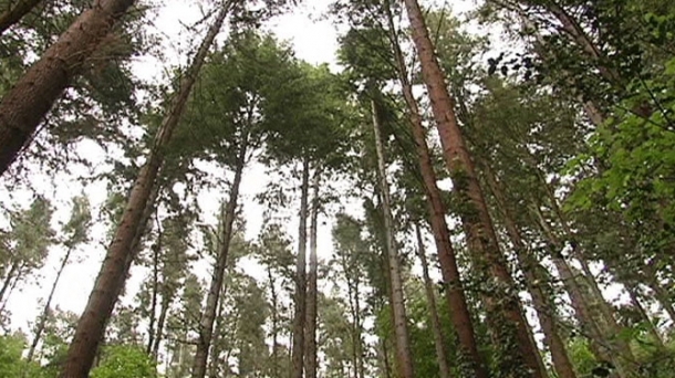 Europa recupera el 30% de superficie forestal