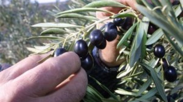 Baeza: historia y olivares