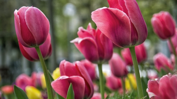 El país de los tulipanes