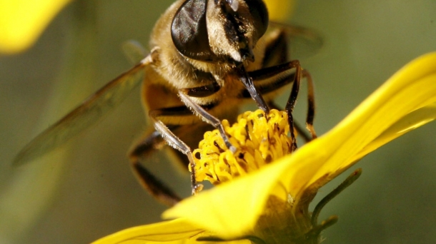 Les abeilles en danger, l'Europe reconnaît le risque létal de certains pesticides. Photo: EFE
