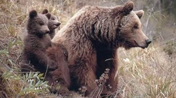 Des ours bruns dans les Pyrénées