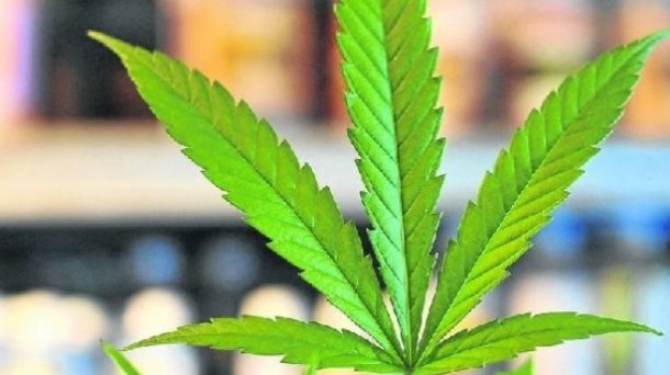 "Todavía existe un estigma con el cannabis".
