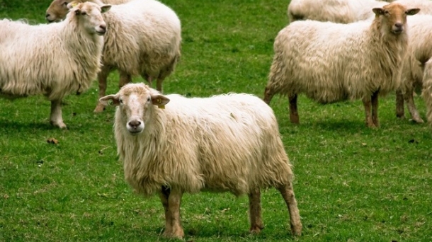 Quesería Zabaleta, mejor explotación de ovino de Euskadi 2015