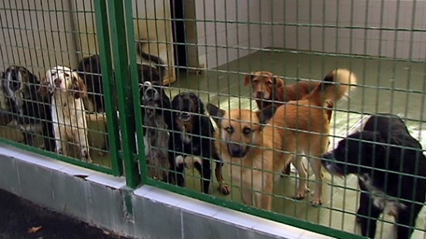 Irabazi denuncia los casi dos años de retraso en la reforma de la perrera