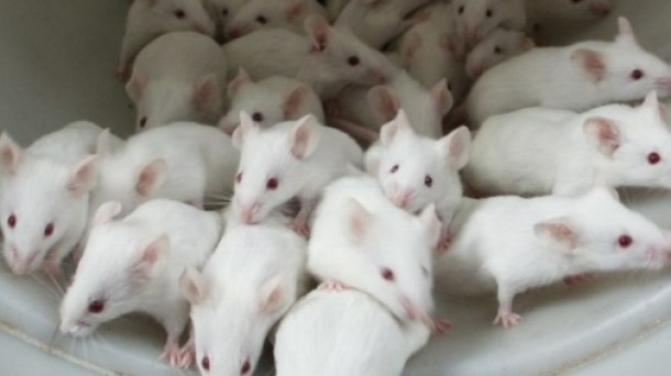 Ciencia: ratones muy cerebrales
