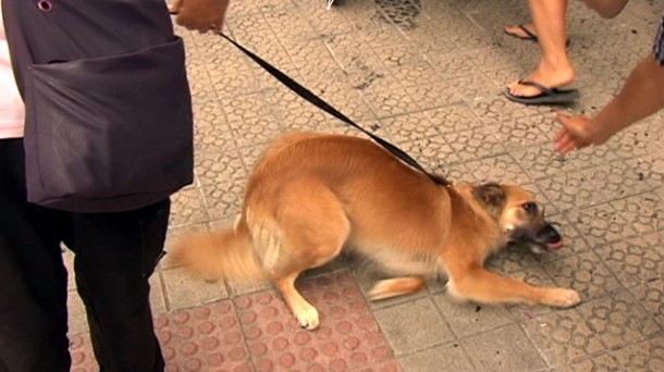 Proyecto Askatu-kan: perros que protejen a mujeres maltratadas