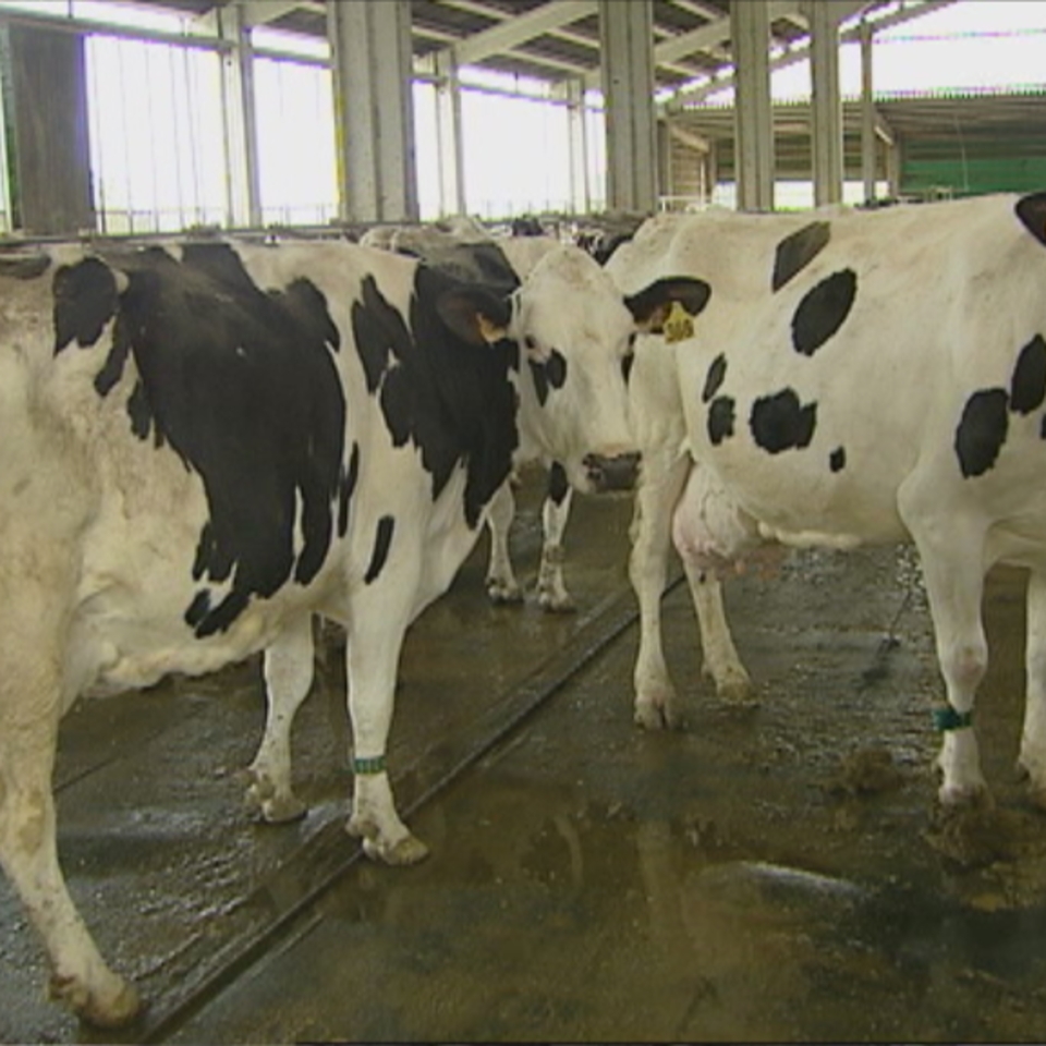 La desaparición de las cuotas lácteas preocupa a los ganaderos vascos