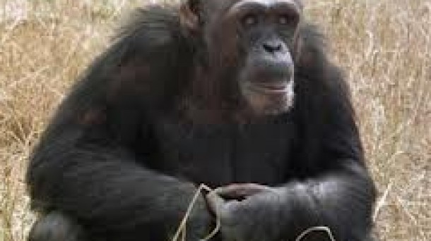 Rebeca Atencia,Dtora.Instituto Jane Goodall:"Los chimpancés te eligen"
