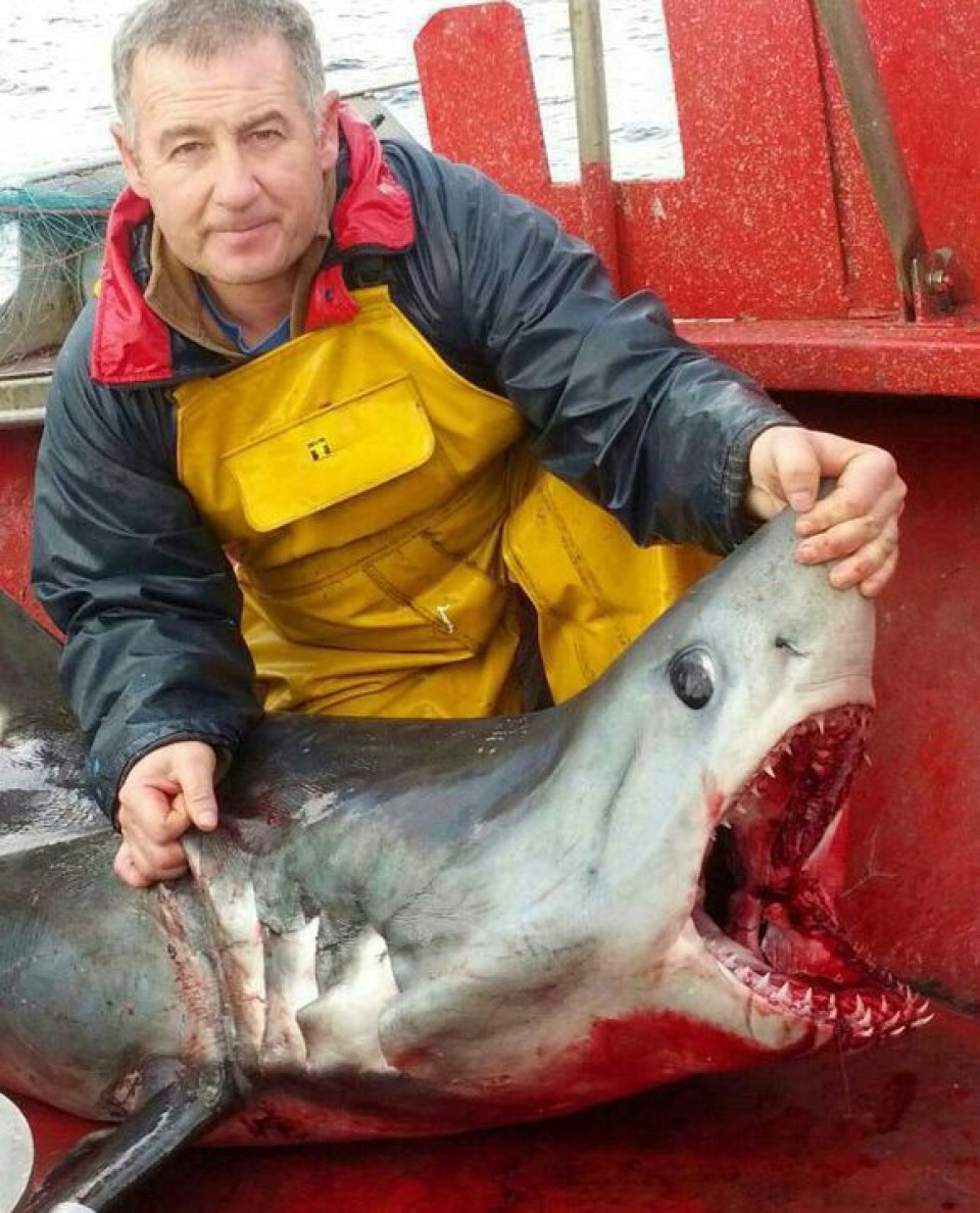 El tiburón marrajo aparecido en las redes del 'Totaio'. Foto: Unai Belaustegi