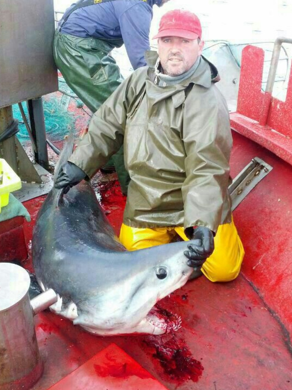 Capturan un tiburón en Lekeitio. Foto: U