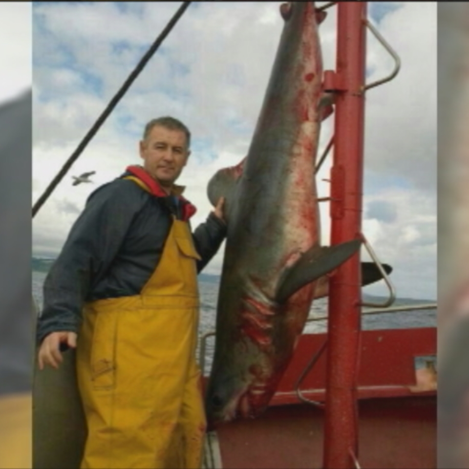 El tiburón marrajo aparecido en las redes del 'Totaio'. Foto: Unai Belaustegi