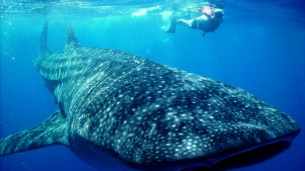 Tiburón ballena en Isla Mujeres