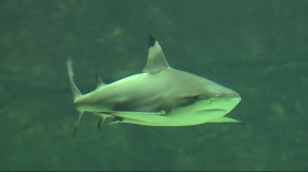 El tiburón blanco y la histórica película ''Tiburón''