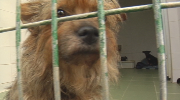 Verano de récord negativo: 105 perros abandonados en la perrera de Gasteiz