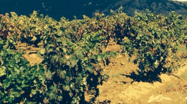 Rioja Alavesa vendimia la uva tinta en zonas cercanas al río Ebro