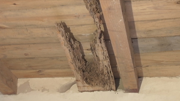 Las termitas detienen la propagación de los desiertos 