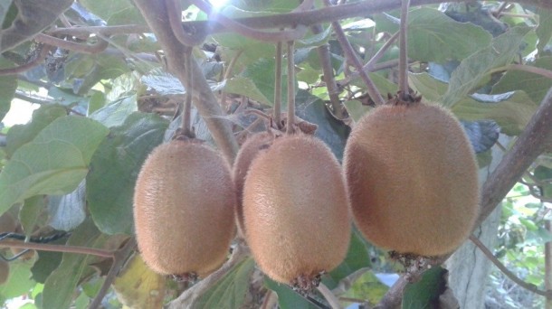 El kiwi alavés se cultiva en el Valle de Ayala