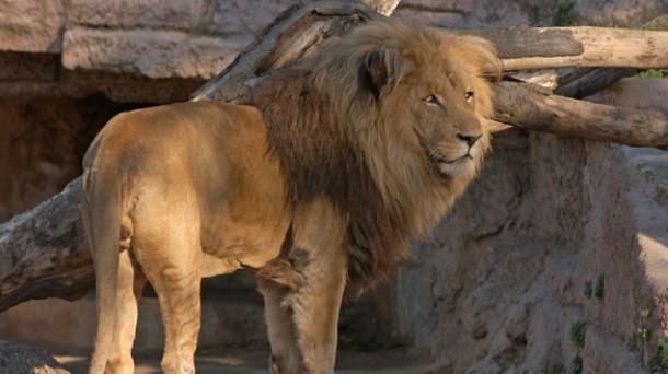 Detectan cinco leonas con melena y comportándose como machos.