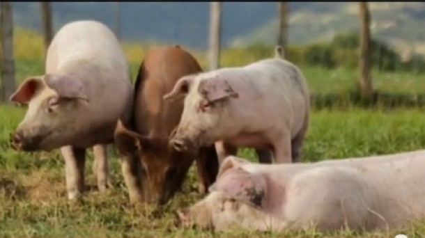 Un único alavés cría cerdos al aire libre