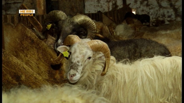 Cría de carneros sementales en Beluntza