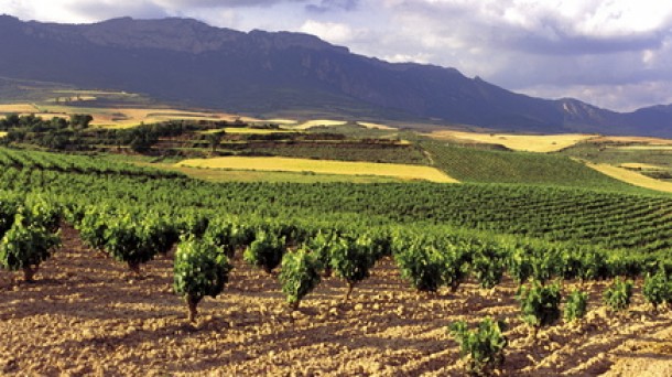 La UAGA rechaza la ampliación de superficie de viñedos