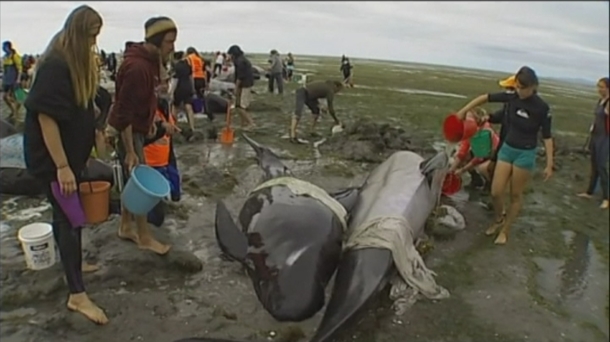 El mal del buceador en cetáceos y por qué explotan las palomitas