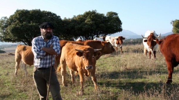 Un único alavés críador de bueyes para consumo de carne en Euskadi