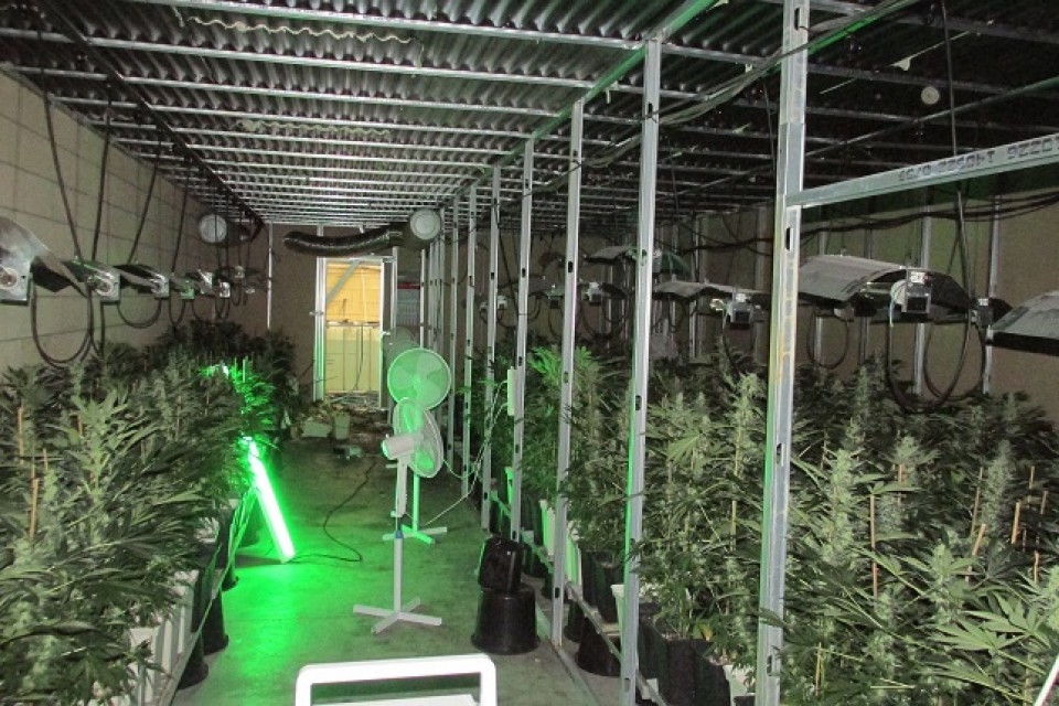 La plantación de marihuana hallada en Legutio. Foto. Ertzaintza