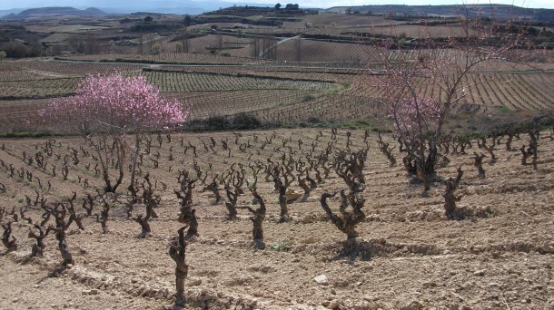 Analizamos la situación del melocotón de viña de Rioja Alavesa