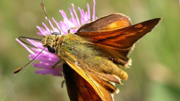 Programa de conservación de mariposas en Vitoria-Gasteiz