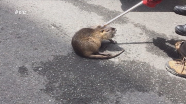 "El número de ratas que podemos encontrar en Vitoria-Gasteiz es muy bajo"