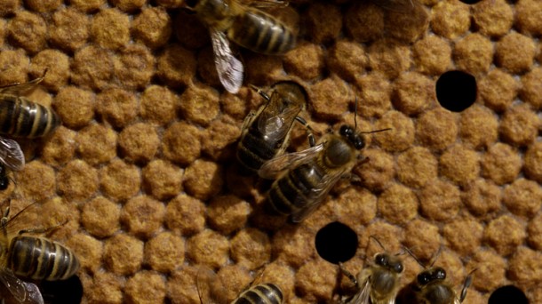 Jornada dedicada a la labor de las abejas en Usurbil