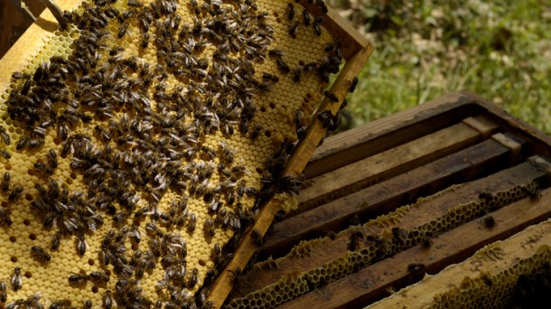 Analizamos la situación de las colmenas con los apicultores alaveses