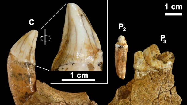 Duela 400.000-600.000 urtekoak dira aurkitutako hondarrak 