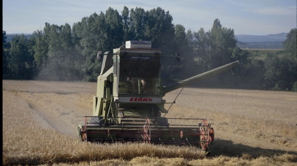 Los cerealistas prevén un descenso del 30% de la cosecha respecto a 2016