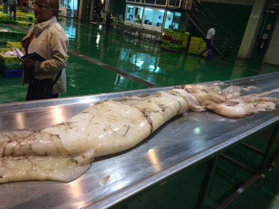 El calamar gigante de tres metros y 80 kilos.Foto: @BMSupermercados