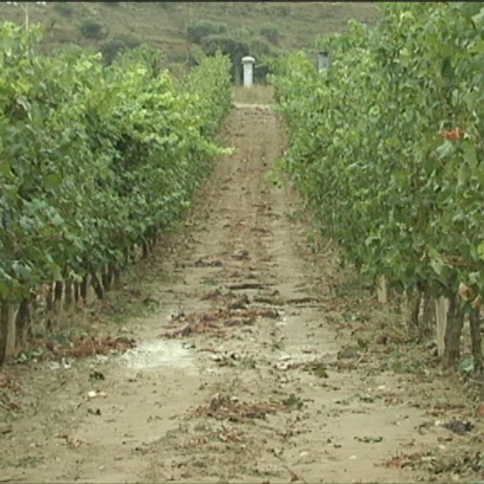 Daños en los viñedos de Rioja Alavesa tras las tormentas
