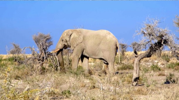 Zer gertatzen da elefante bati droga gehiegi emanez gero?             
