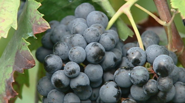 Vendimia tardía pero abundante y de calidad en la Rioja alavesa