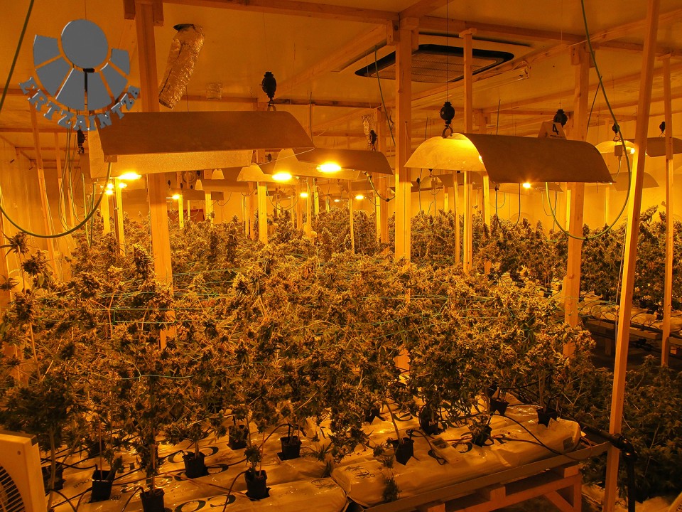 La plantación de marihuana hallada en un pabellón de Iurreta. Foto: Ertzaintza