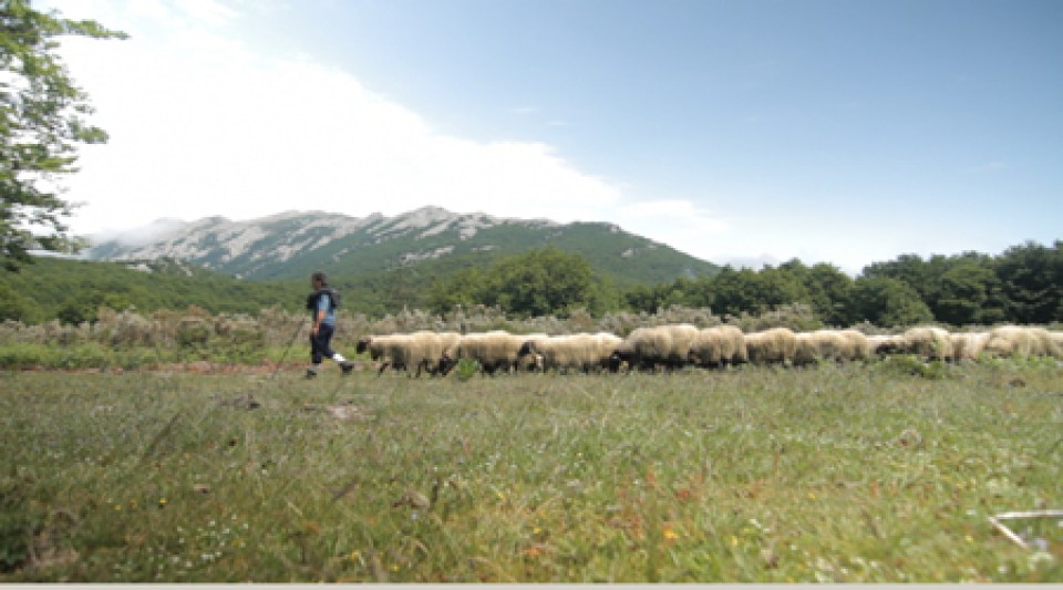Un pastor guiando a su rebaño de ovejas. Foto: www.getxo.eus