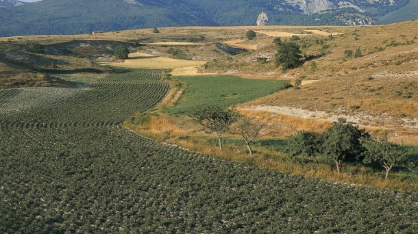 Situación de los cultivos en Llanada Alavesa