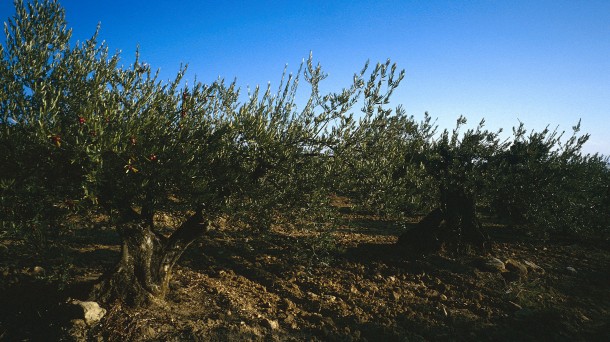 Adelanto de la recolecta de la olivas en Rioja Alavesa