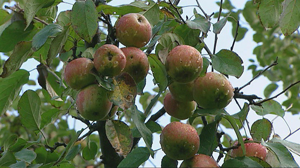 Manzanas de sidra
