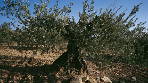 La sequía mermará la campaña de la oliva en Rioja Alavesa