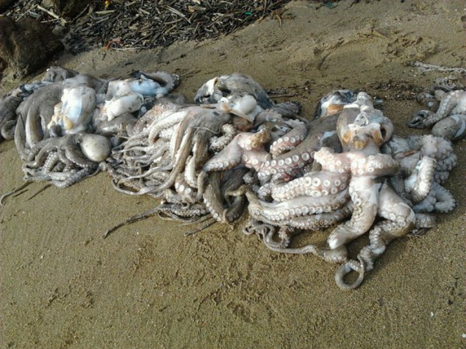 500 kilos de pulpos muertos de la playa de Ereaga. Foto: Esteban Belamendia