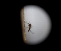 Zika birusaren lehen kasua baieztatu dute Nafarroan
